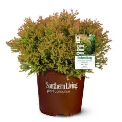 Fire Chief™ Thuja Shrub 9 Fire Chief™ Thuja Shrub -RootedLife Shop Fire Chief Arborvitae 5