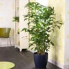 Fishtail Palm 2 Fishtail Palm -RootedLife Shop Fishtail Palm BB 600x600 925ab6b8 1eb7 49f5 a7e2 9da4caf9a4e2