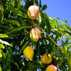 Mango Kit -RootedLife Shop Glenn Mango 6