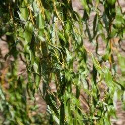 'Golden Curls' Corkscrew Willow Tree 10 'Golden Curls' Corkscrew Willow Tree -RootedLife Shop Golden Curls Willow 3