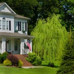 'Golden Curls' Corkscrew Willow Tree 9 'Golden Curls' Corkscrew Willow Tree -RootedLife Shop Golden Curls Willow 4