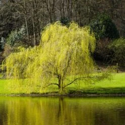 'Golden Curls' Corkscrew Willow Tree 11 'Golden Curls' Corkscrew Willow Tree -RootedLife Shop Golden Curls Willow 5