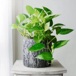 New Apartment House Plant Kit 14 New Apartment House Plant Kit -RootedLife Shop Golden Pothos 1 BB 2f82a55c 1ab7 4456 b428 3383c86afca5