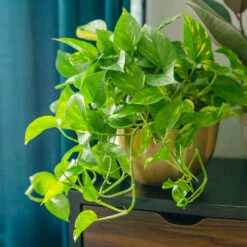 Golden Pothos Plant
