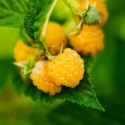 Golden Raspberry Plant