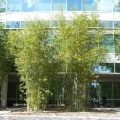 Graceful Bamboo -RootedLife Shop Graceful Bamboo 2