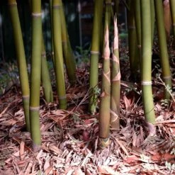 Graceful Bamboo -RootedLife Shop Graceful Bamboo 4 BB