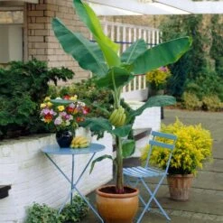 Grand Naine Banana Tree 12 Grand Naine Banana Tree -RootedLife Shop Grand Naine Nain Banana 4