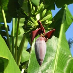 Grand Naine Banana Tree 13 Grand Naine Banana Tree -RootedLife Shop Grand Naine Nain Banana 6