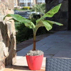 Grand Naine Banana Tree 11 Grand Naine Banana Tree -RootedLife Shop Grand Naine Nain Banana 7 BB