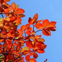 Green Gable Tupelo (Black Gum Tree) -RootedLife Shop Green Gable Gum 8