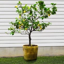 Harvey Lemon Tree -RootedLife Shop Harvey Lemon 1