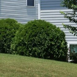 Hetz Midget Arborvitae Shrub