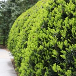 Hicks Yew Tree 10 Hicks Yew Tree -RootedLife Shop Hicks Yew7 BB