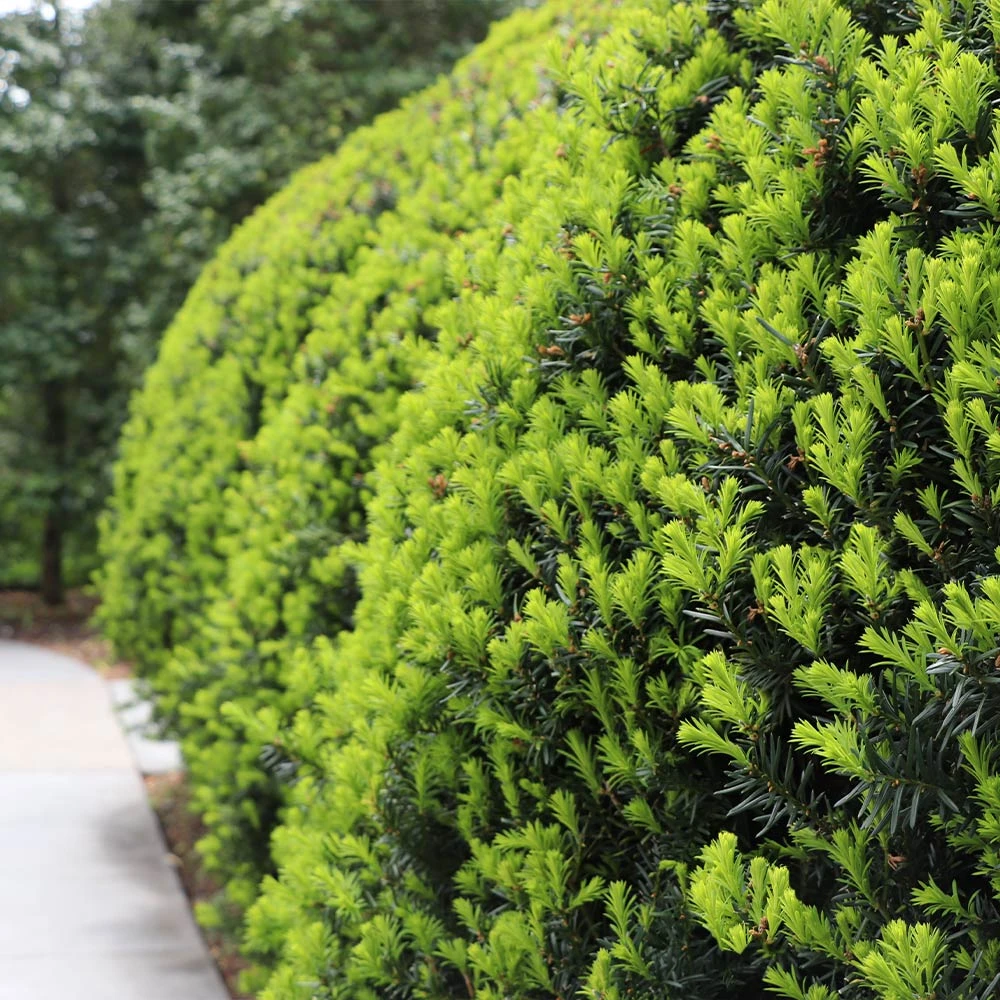 Hicks Yew Tree 5 Hicks Yew Tree - Image 3