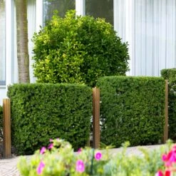 Hicks Yew Tree 12 Hicks Yew Tree -RootedLife Shop Hicks Yew 3 BB