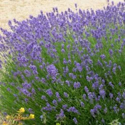 Hidcote Purple Lavender Shrub -RootedLife Shop Hidcote Lavender 2 BB