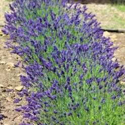 Hidcote Purple Lavender Shrub -RootedLife Shop Hidcote Lavender 3 BB