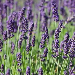Hidcote Purple Lavender Shrub -RootedLife Shop Hidcote Lavender 7