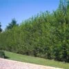 Willow Hybrid Tree -RootedLife Shop Hybrid Willow 600x600 77f03e81 f7b3 4e9e b3fe 2273a185e019