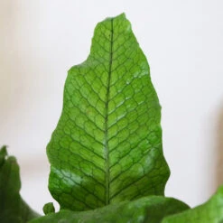 Crocodile Fern -RootedLife Shop IMG 4984 altered