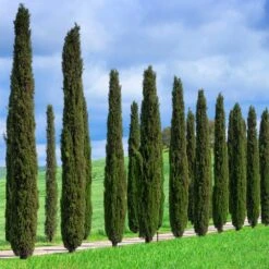 Italian Cypress Tree -RootedLife Shop Italian Cypress 1 BB 7cd8d5ae a033 4e1b b34a dcfd22906412