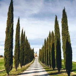Italian Cypress Tree -RootedLife Shop Italian Cypress 4 BB 54feeb80 e54f 4219 802d ad750d98b1fa