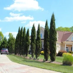 Italian Cypress Tree -RootedLife Shop Italian Cypress 6 BB 5365f97a 08c0 438b b627 e5c4149e9dc9