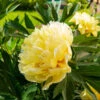 Bartzella Peony -RootedLife Shop Itoh Peony Bartzella BB 600x600 ba0a5aed d876 413d 9146 7e18d14b3e61