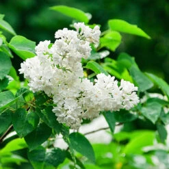 Ivory Silk Japanese Lilac Tree -RootedLife Shop Ivory Silk Lilac 2