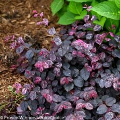 Jazz Hands® Variegated Loropetalum 9 Jazz Hands® Variegated Loropetalum -RootedLife Shop Jazz Hands loropetalum 5 BB