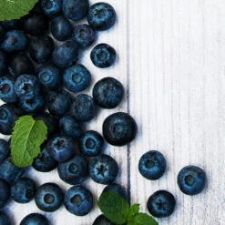 Jewel Blueberry Bush 7 Jewel Blueberry Bush -RootedLife Shop Jewel Blueberry 2