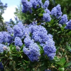 Creeping Mountain Lilac -RootedLife Shop Joyce Coulter California Lilac 2