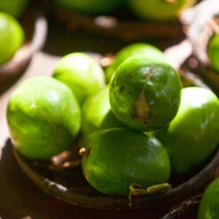 June Plum Tree 9 June Plum Tree -RootedLife Shop June Plum 2 BB