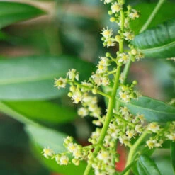 June Plum Tree 8 June Plum Tree -RootedLife Shop June Plum 3 BB