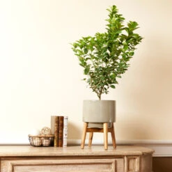 Key Lime Bush -RootedLife Shop Key Lime Bush 4