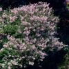 Dwarf Korean Lilac Shrub -RootedLife Shop Korean Lilac BB 600x600 190742a2 fc15 4b9e aa50 a32eeafb3e04