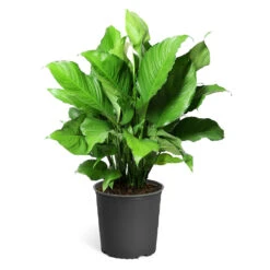 Peace Lily 19 Peace Lily -RootedLife Shop LIL PEA.10 standard pot