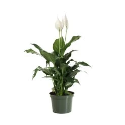 Peace Lily 17 Peace Lily -RootedLife Shop LIL PEA1