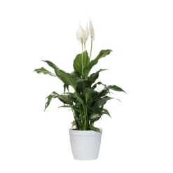 Peace Lily 18 Peace Lily -RootedLife Shop LIL PEA1 delilah white
