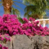 La Jolla Bougainvillea -RootedLife Shop La Jolla Bougainvillea BB 600x600 8db7c408 b40d 43f9 b2b6 030691870663