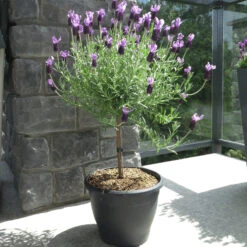 Lavender Standard Topiary Tree 10 Lavender Standard Topiary Tree -RootedLife Shop Lavender standard 2 gallon 800 MAINIMAGE