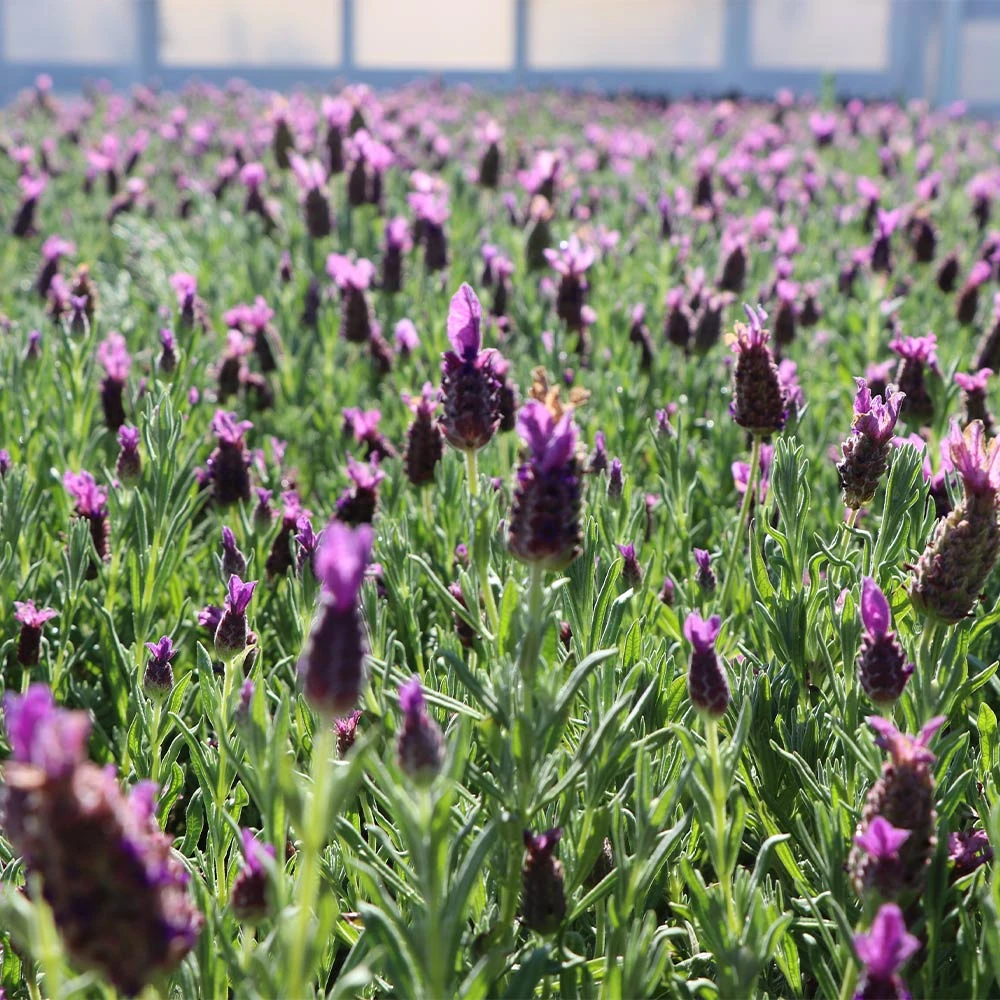 Lavender Standard Topiary Tree 7 Lavender Standard Topiary Tree - Image 5