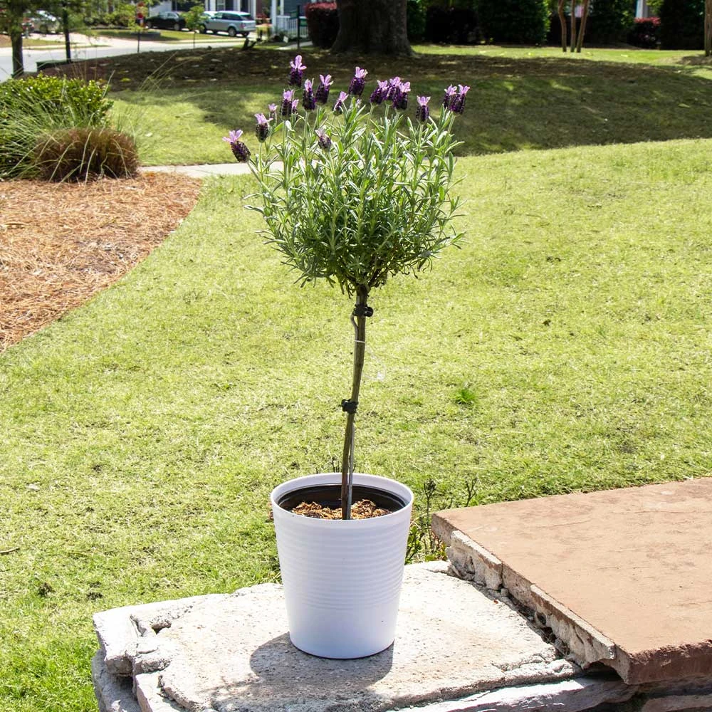 Lavender Standard Topiary Tree 4 Lavender Standard Topiary Tree - Image 2