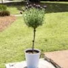 Lavender Standard Topiary Tree -RootedLife Shop Lavender Trees 600x600 2