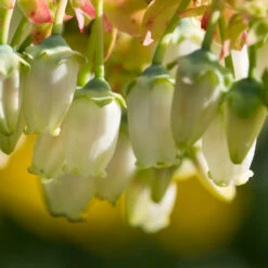 Legacy Blueberry Bush -RootedLife Shop Legacy Blueberry 4