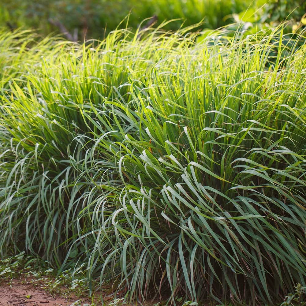 Lemon Grass 4 Lemon Grass - Image 2