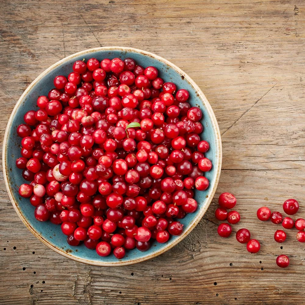 Lingonberry Plant 5 Lingonberry Plant - Image 3