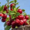 Lingonberry Plant -RootedLife Shop Lingonberry BB 600x600 56f17681 2368 4203 9bfa 5f1bc983d967
