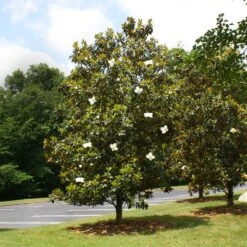 Little Gem Magnolia Tree -RootedLife Shop Lttle Gem Magnolia 4